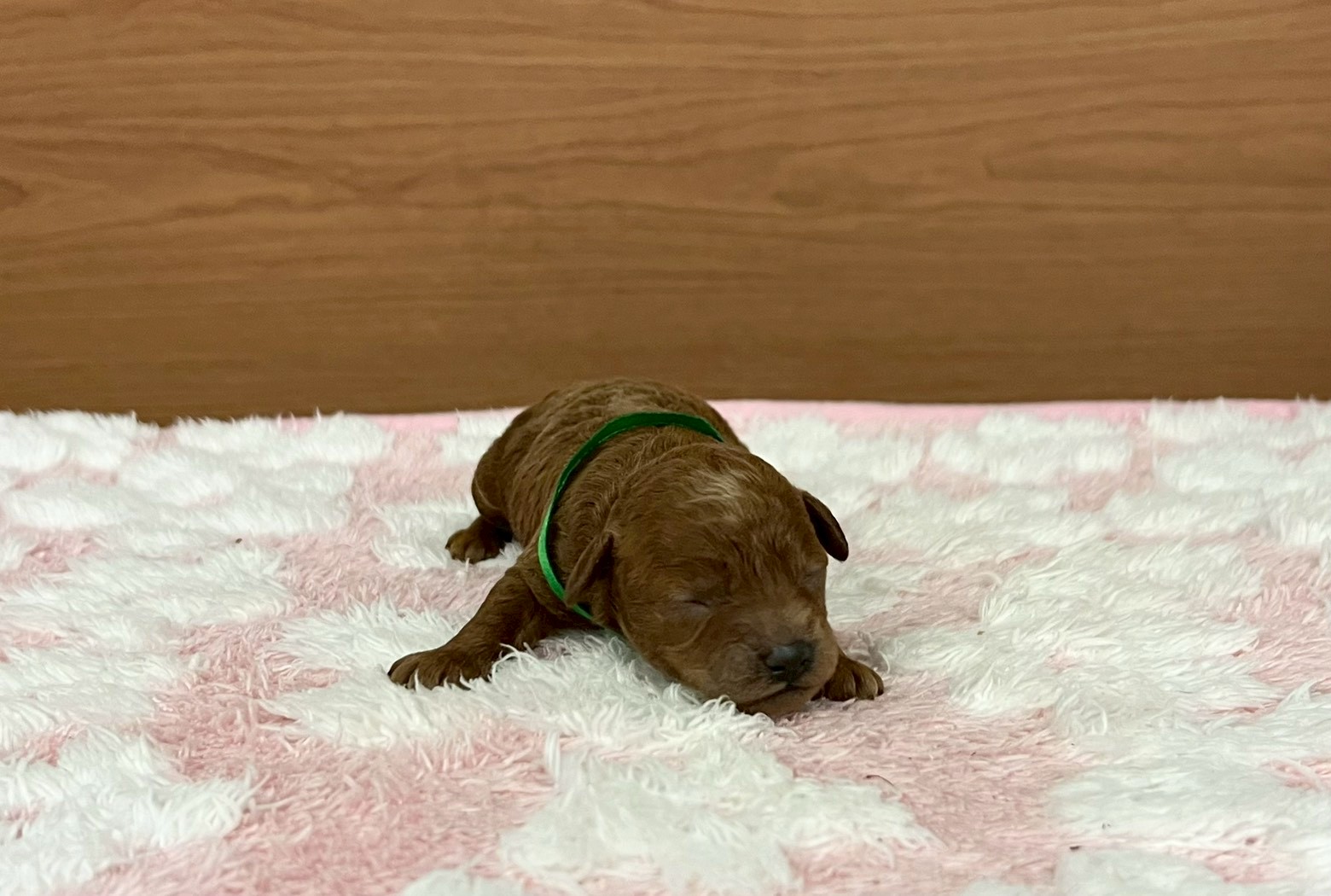 トイ・プードル