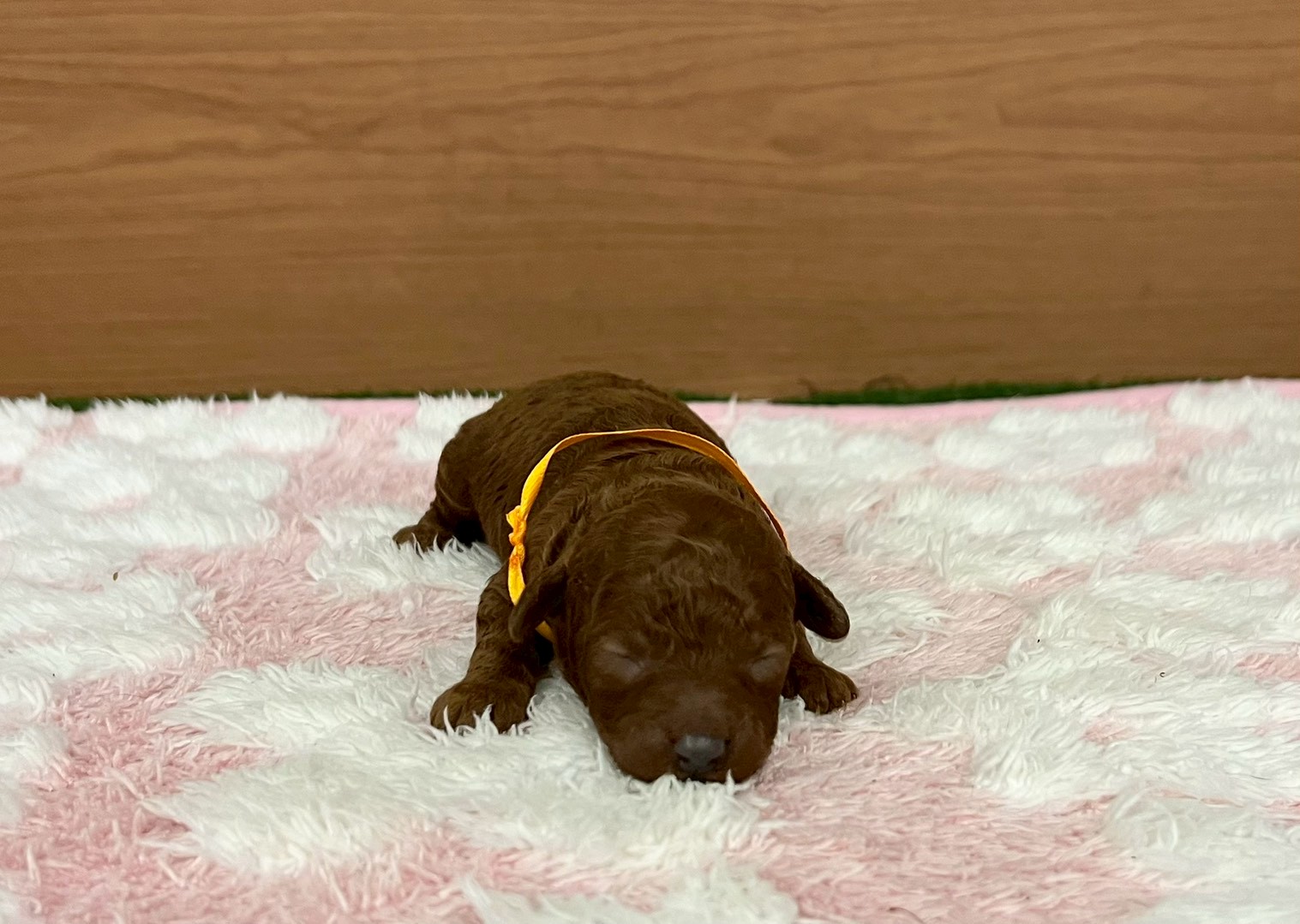 トイ・プードル