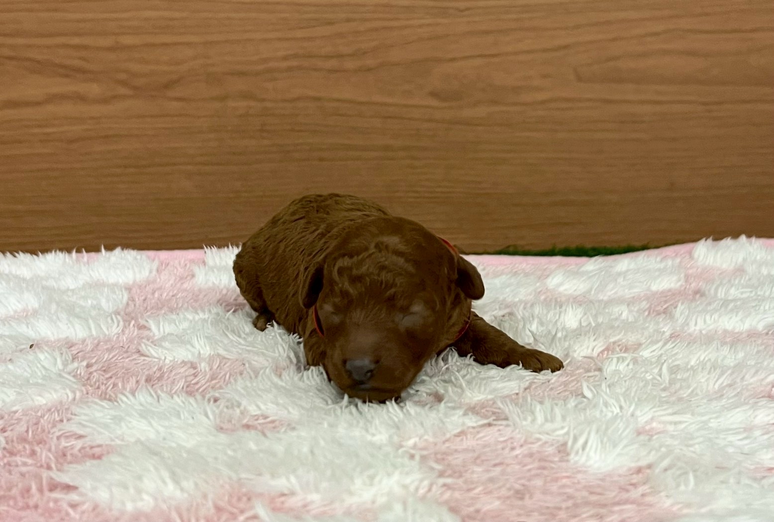 トイ・プードル