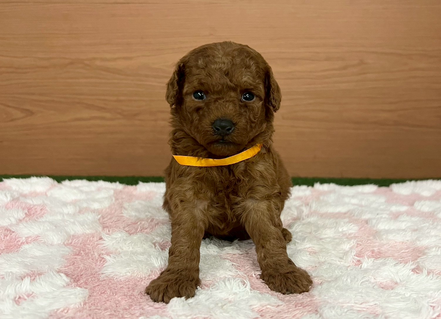 赤ちゃん写真2-1