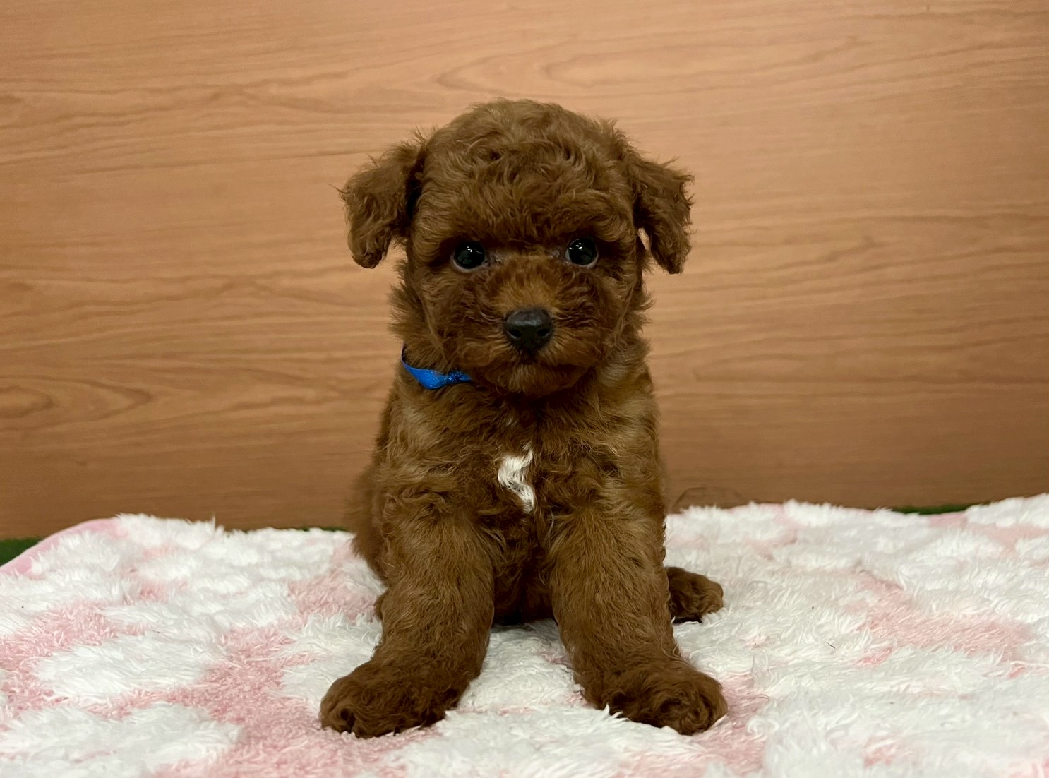 トイ・プードル