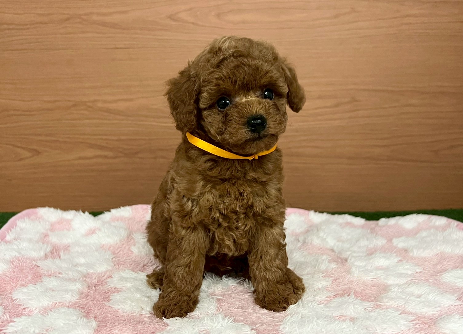 トイ・プードル