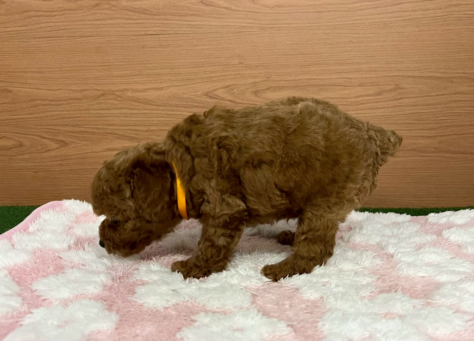 赤ちゃん写真3-2