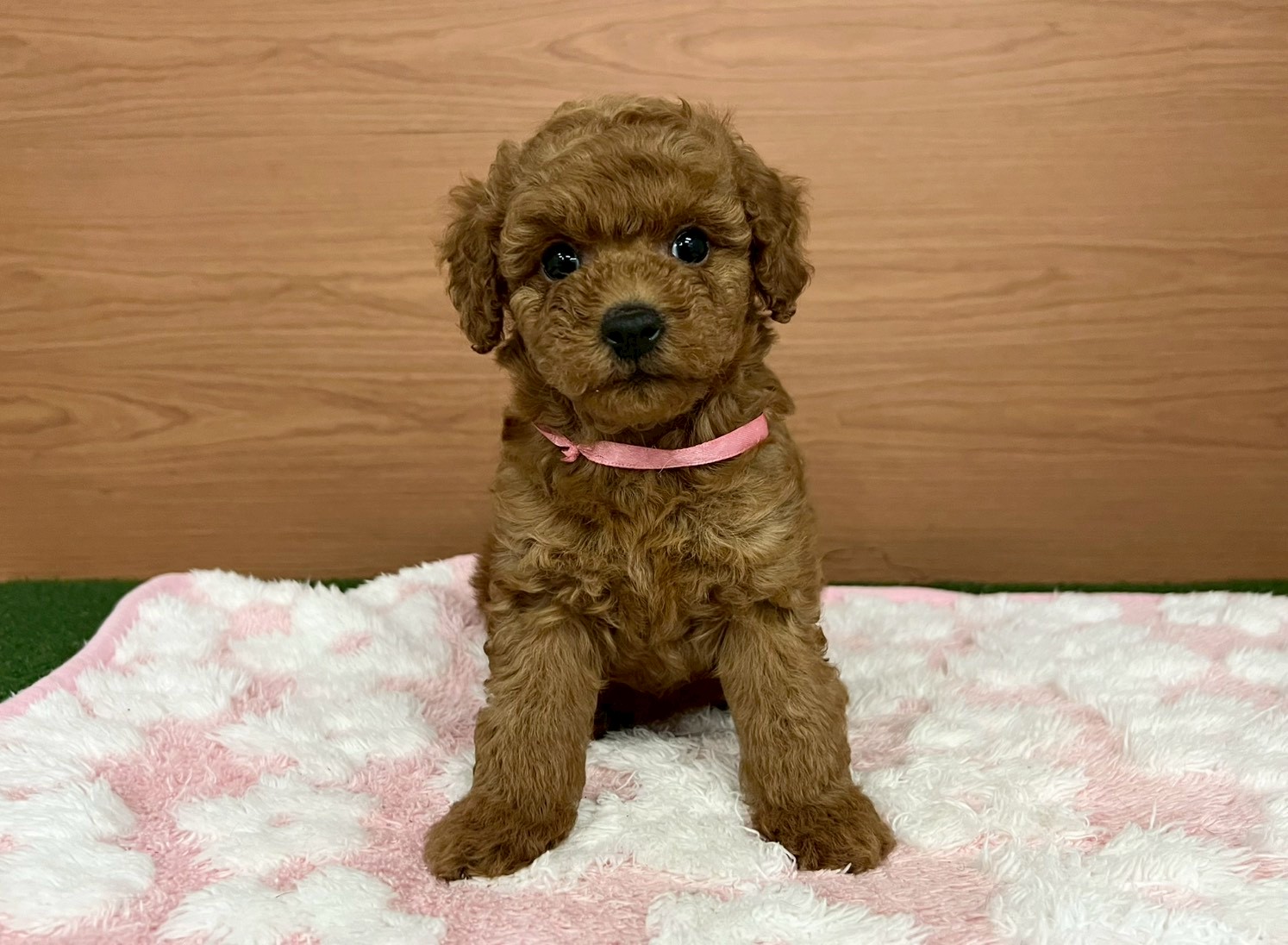 トイ・プードル