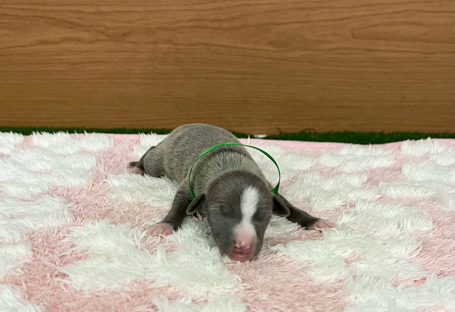 イタリアングレーハウンド