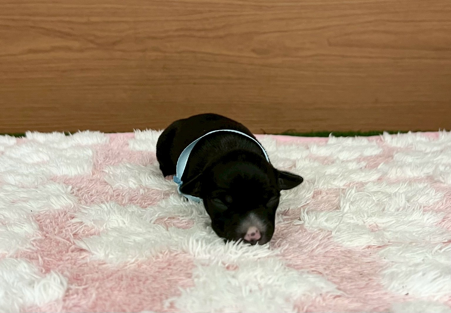 イタリアングレーハウンド