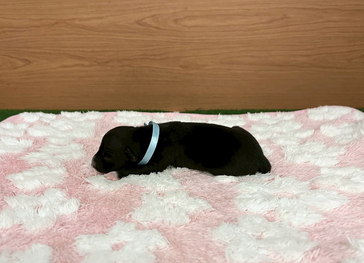 赤ちゃん写真1-2