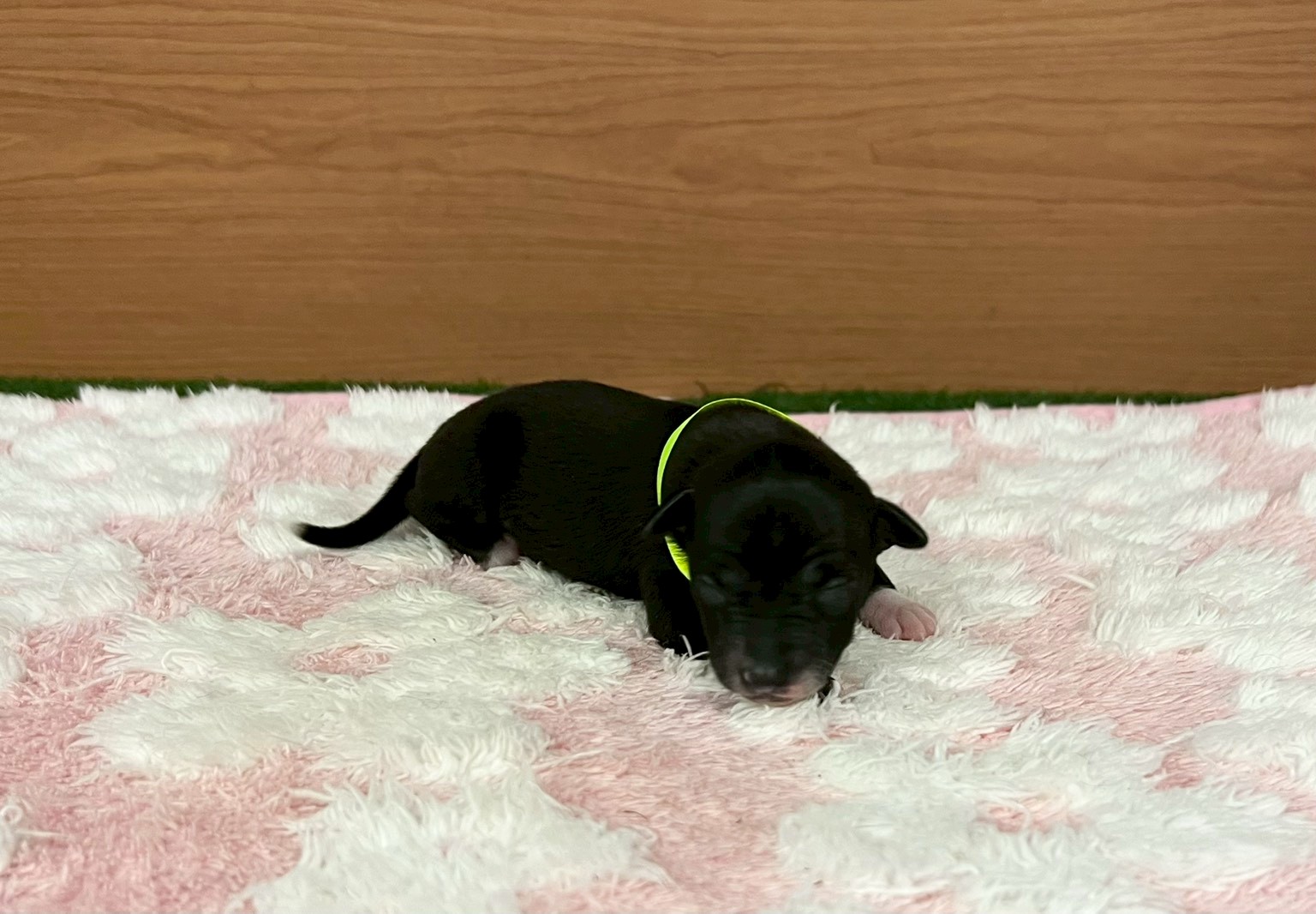 イタリアングレーハウンド