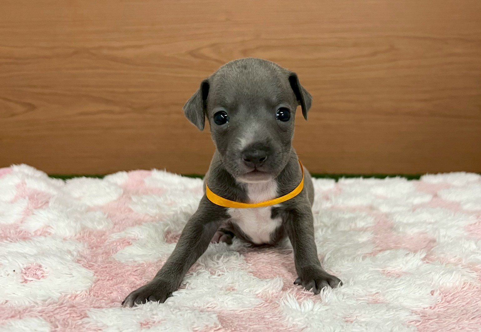 赤ちゃん写真2-1