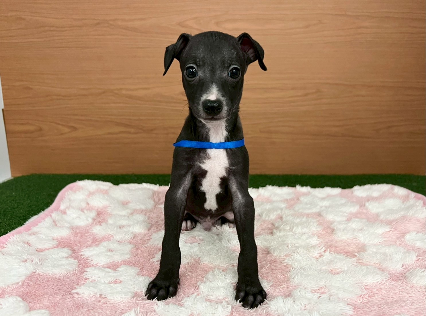 イタリアングレーハウンド