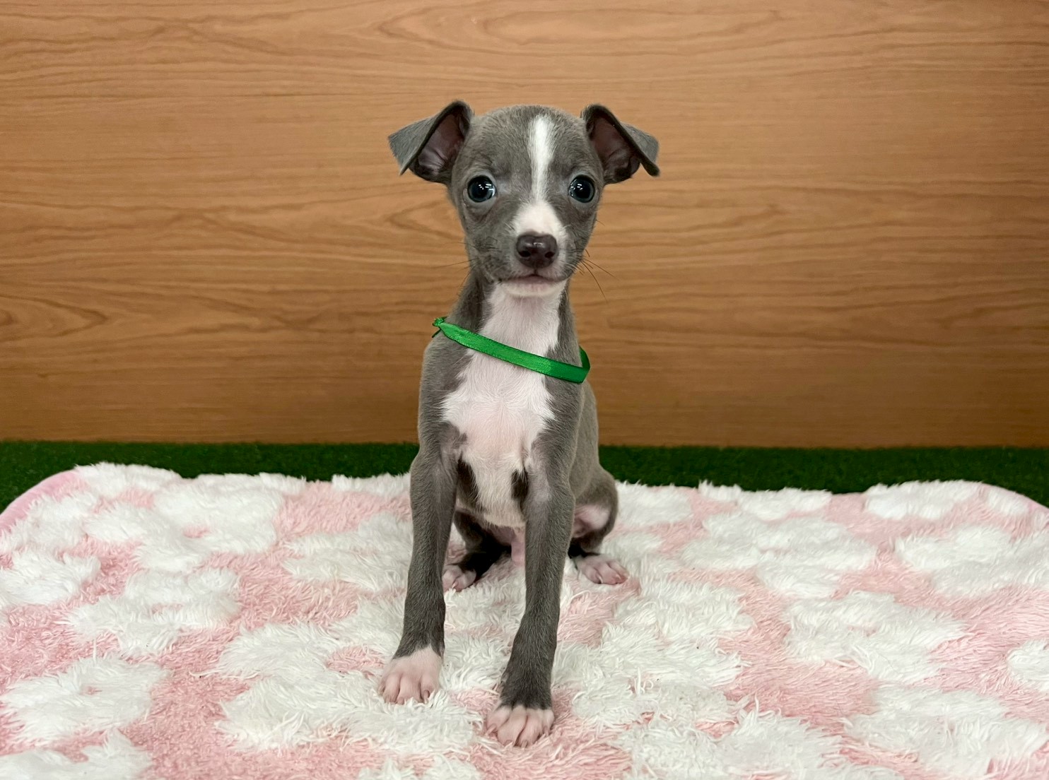 イタリアングレーハウンド