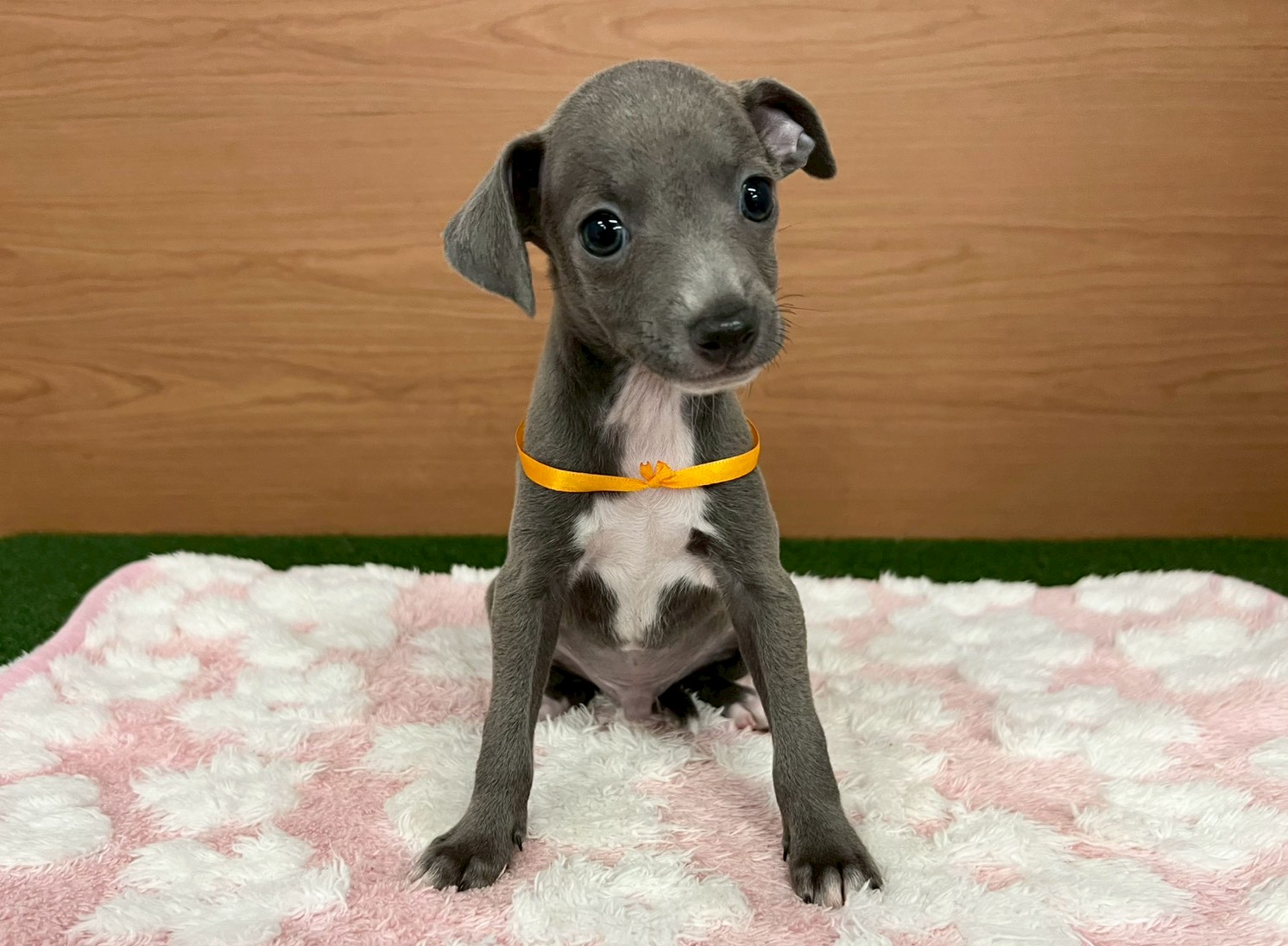 イタリアングレーハウンド