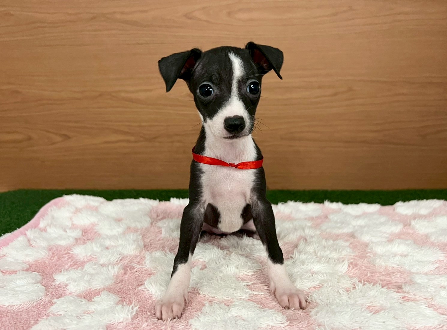 イタリアングレーハウンド