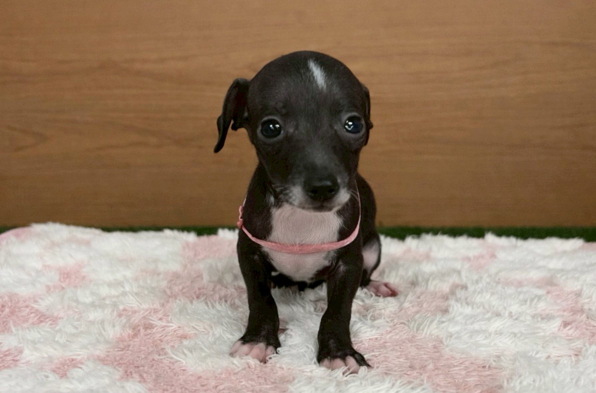 イタリアングレーハウンド