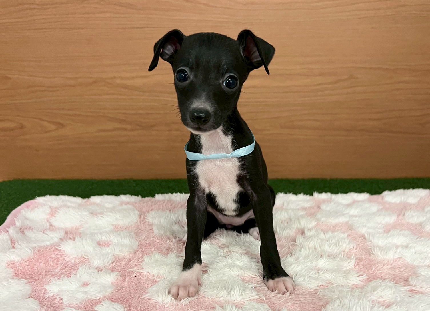 イタリアングレーハウンド