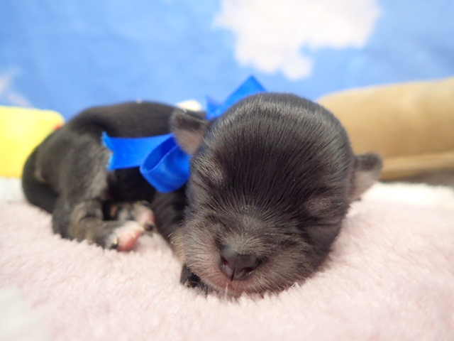 チワワ（ロングコート）