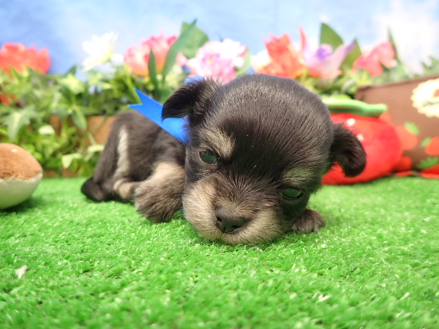 チワワ（ロングコート）