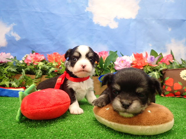 赤ちゃん写真2-3