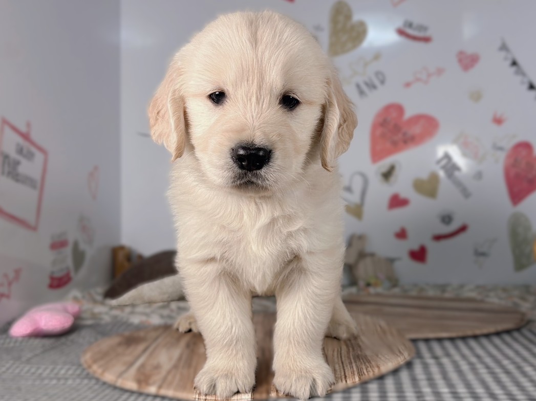 ゴールデン・レトリバー