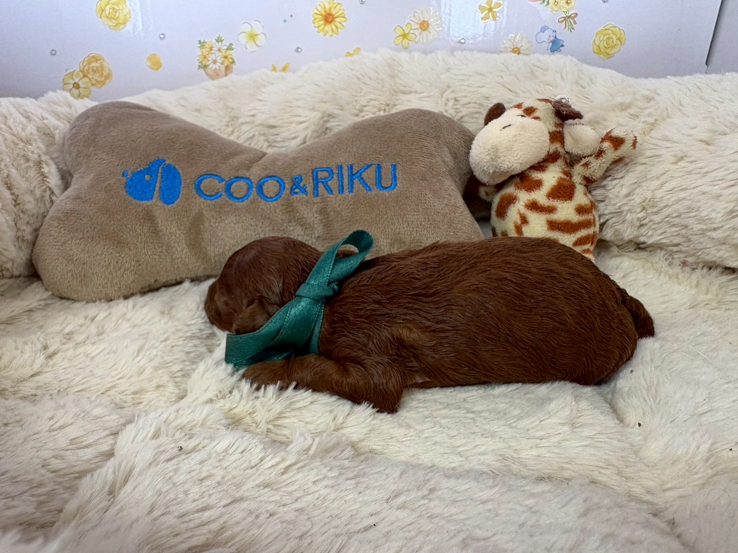 赤ちゃん写真1-2
