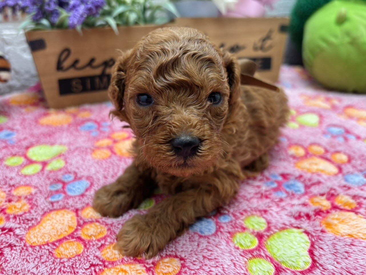 赤ちゃん写真2-1