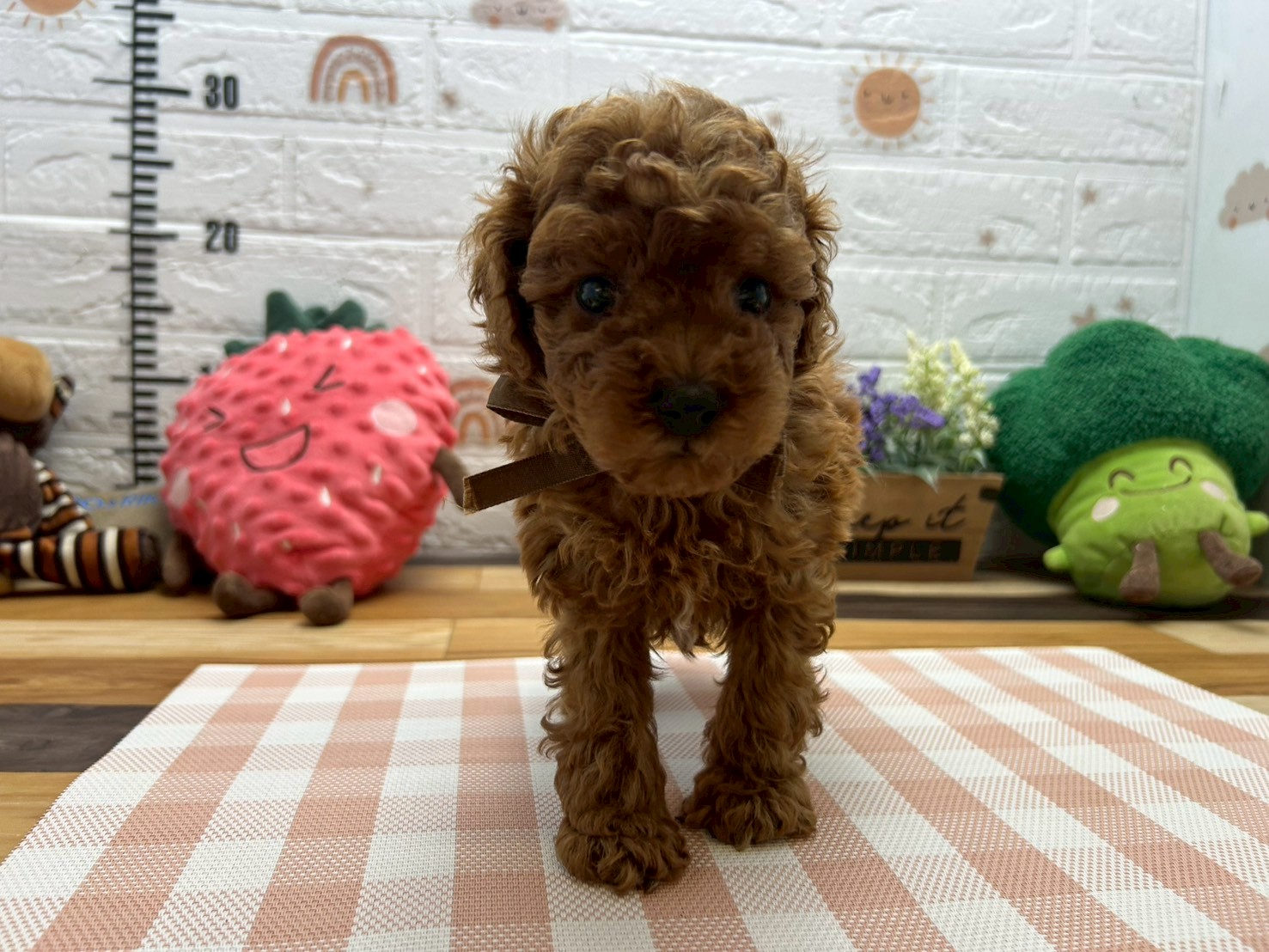 トイ・プードル