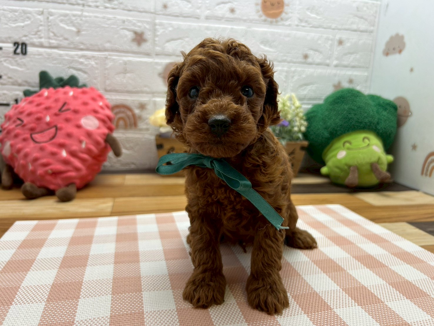 トイ・プードル