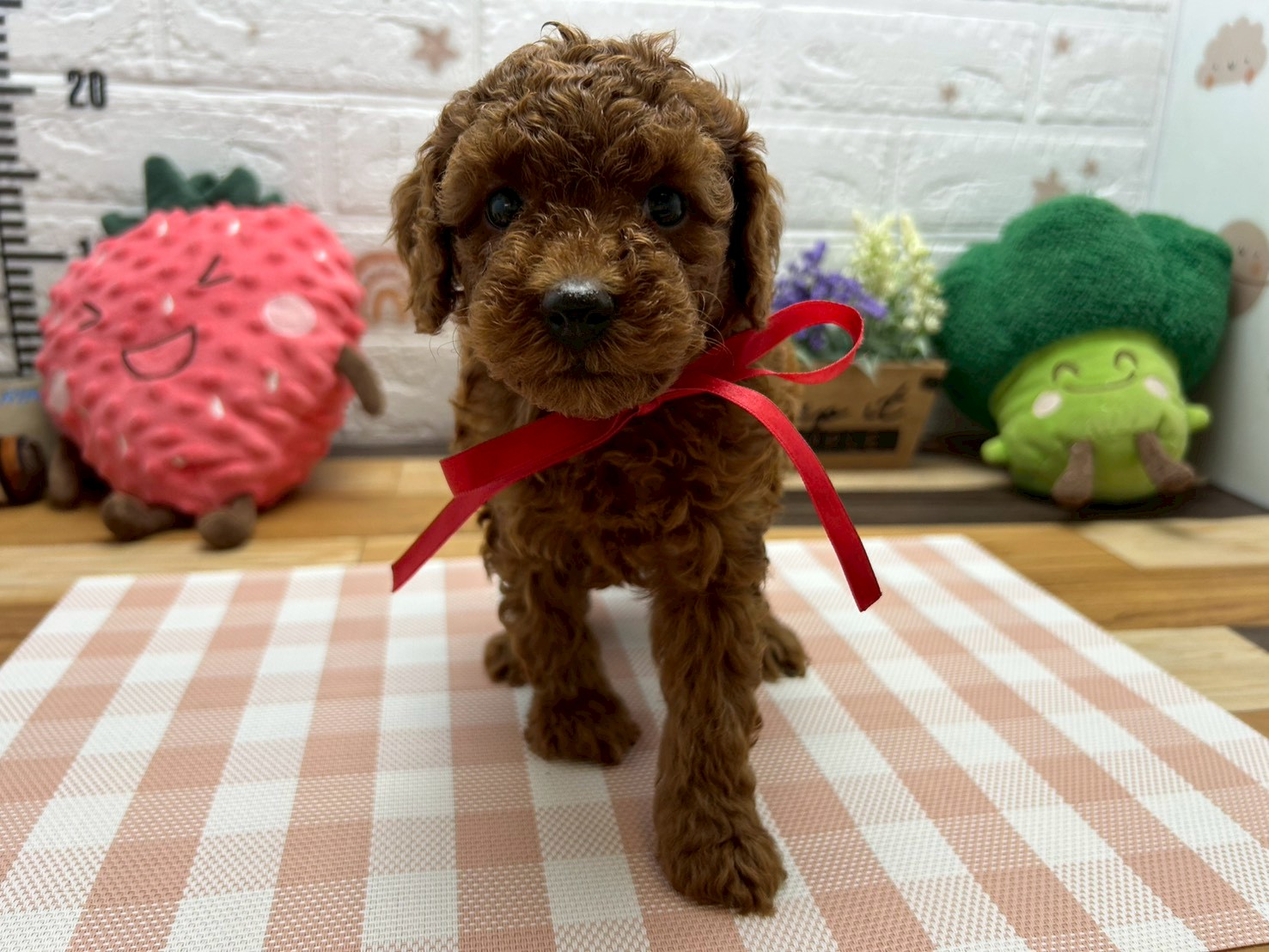 トイ・プードル