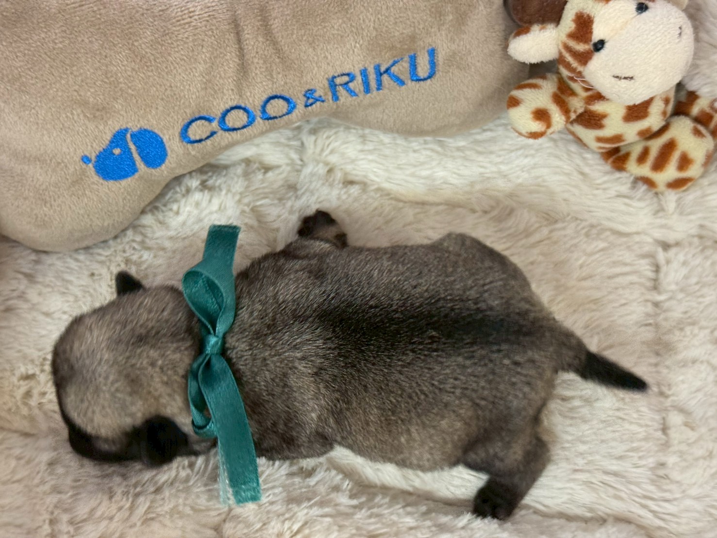 赤ちゃん写真1-3