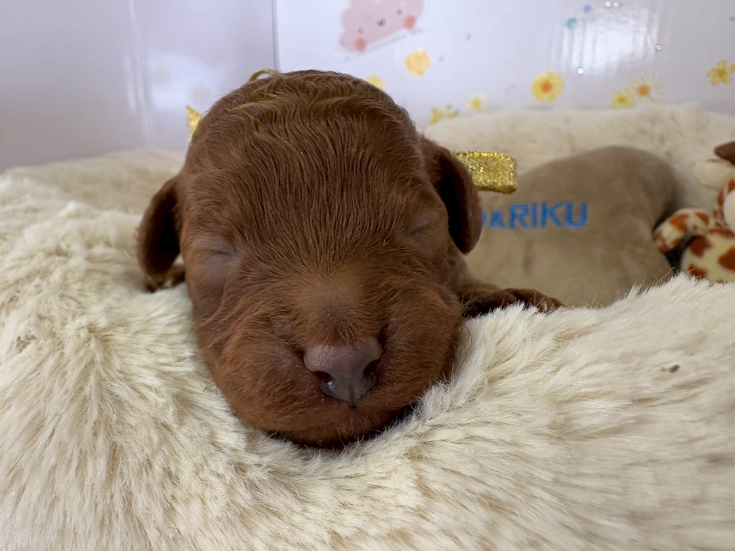 赤ちゃん写真1-1