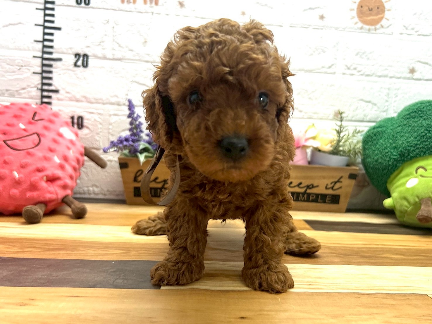 トイ・プードル