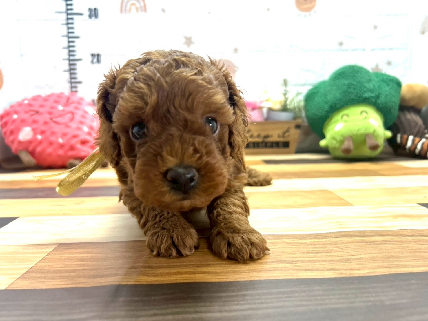 トイ・プードル