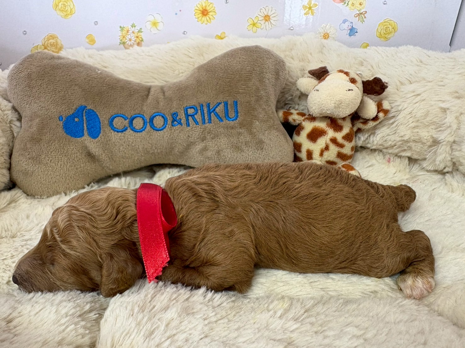 赤ちゃん写真1-2
