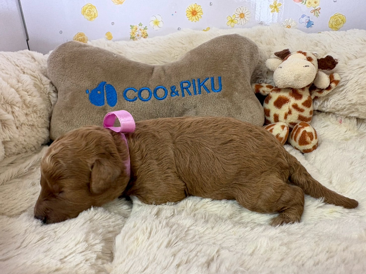 赤ちゃん写真1-2