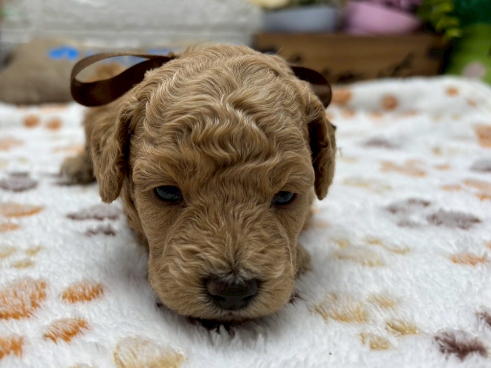 トイ・プードル