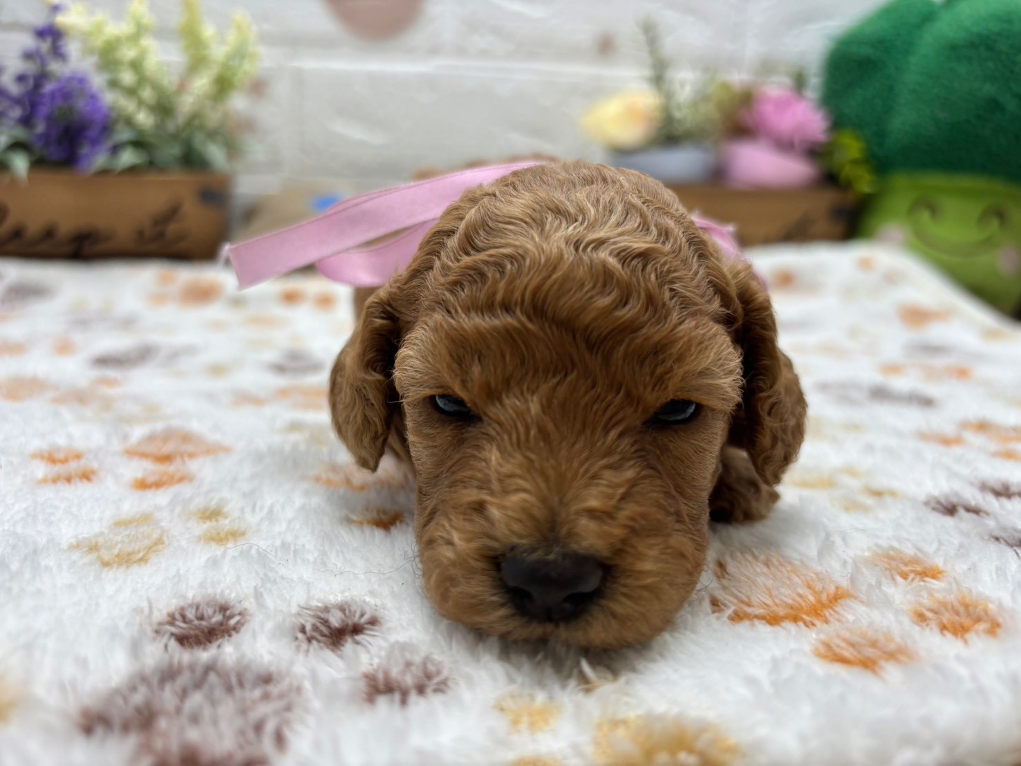 トイ・プードル