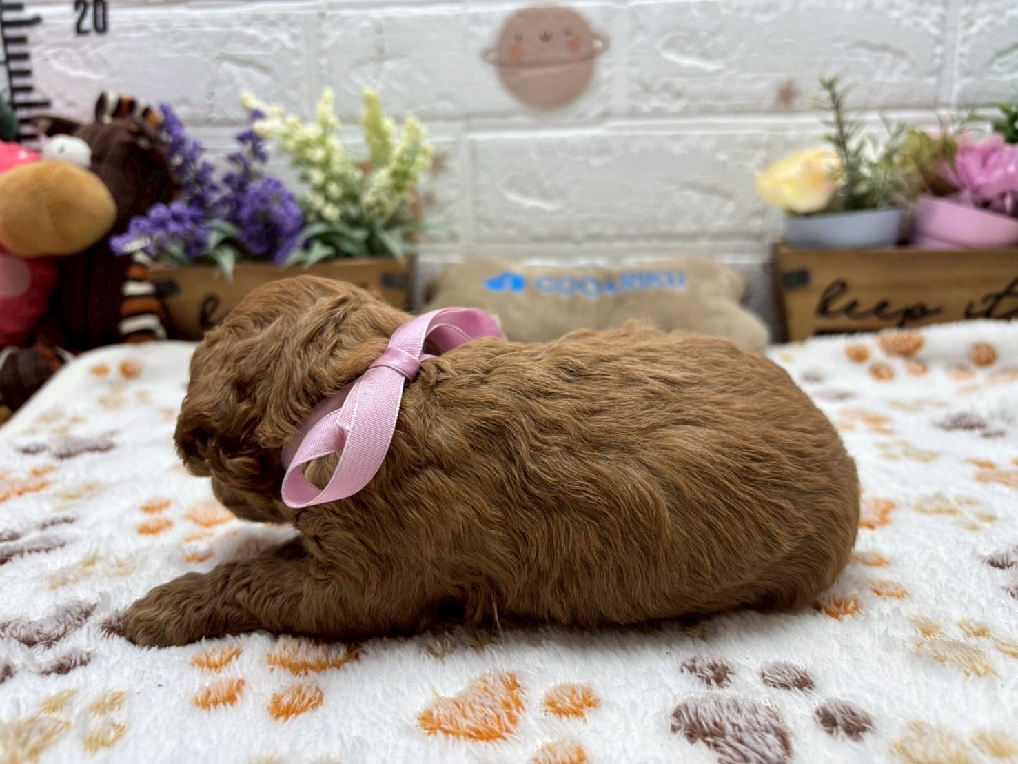 赤ちゃん写真2-2