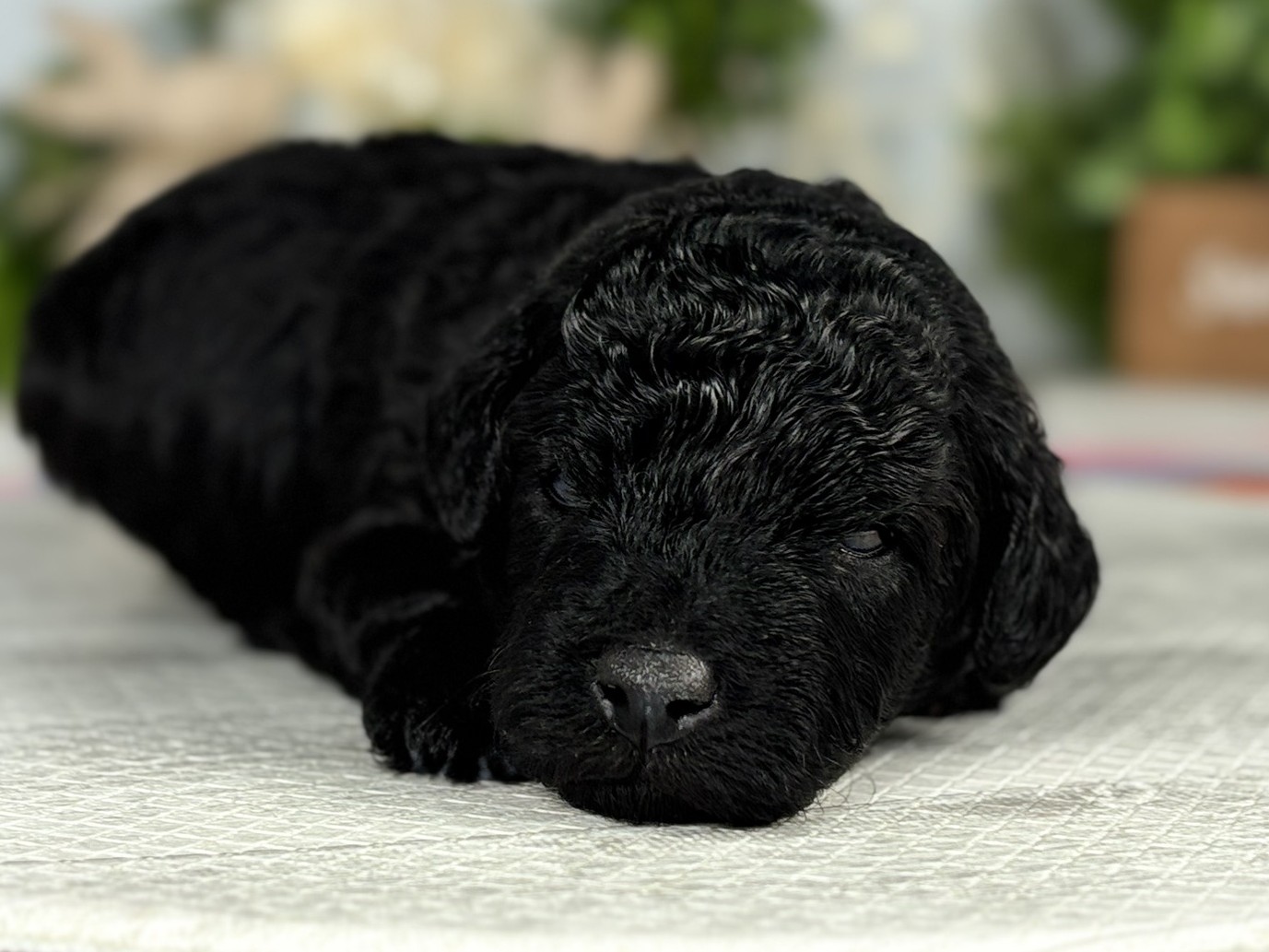 赤ちゃん写真1-1