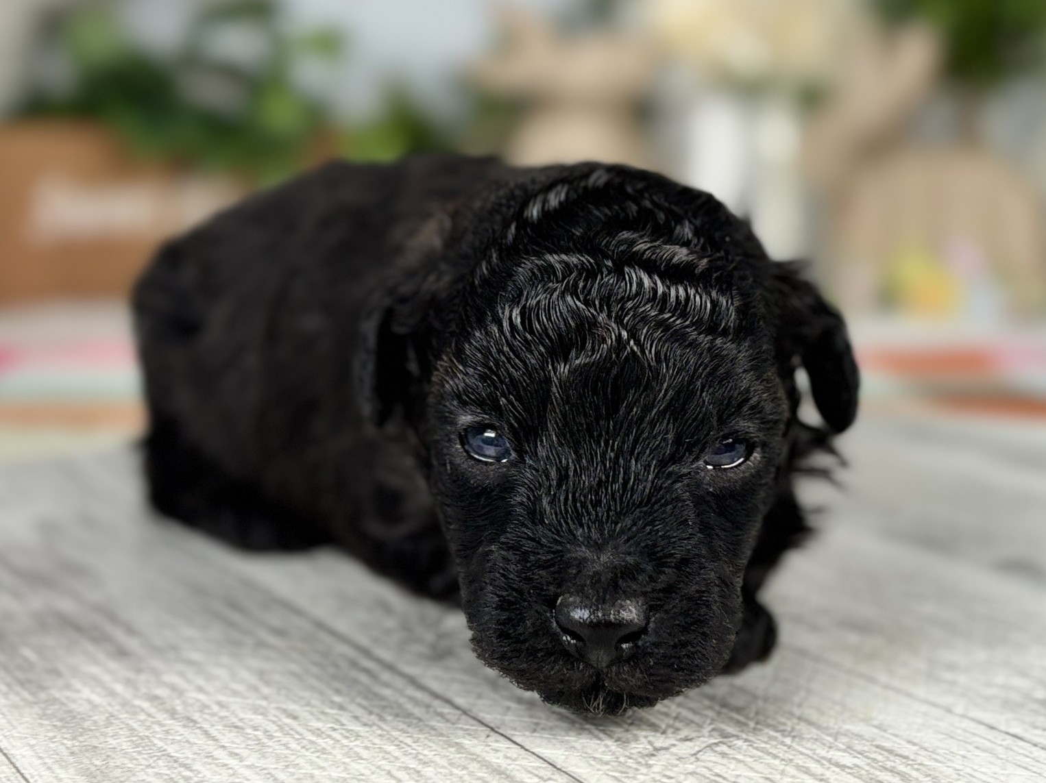 赤ちゃん写真1-1