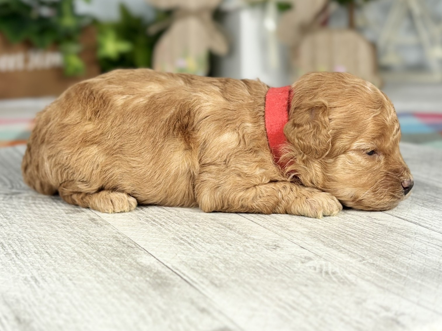 赤ちゃん写真1-2