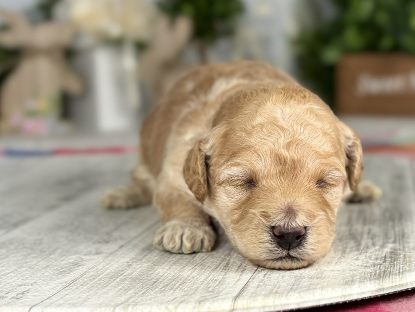 赤ちゃん写真1-1