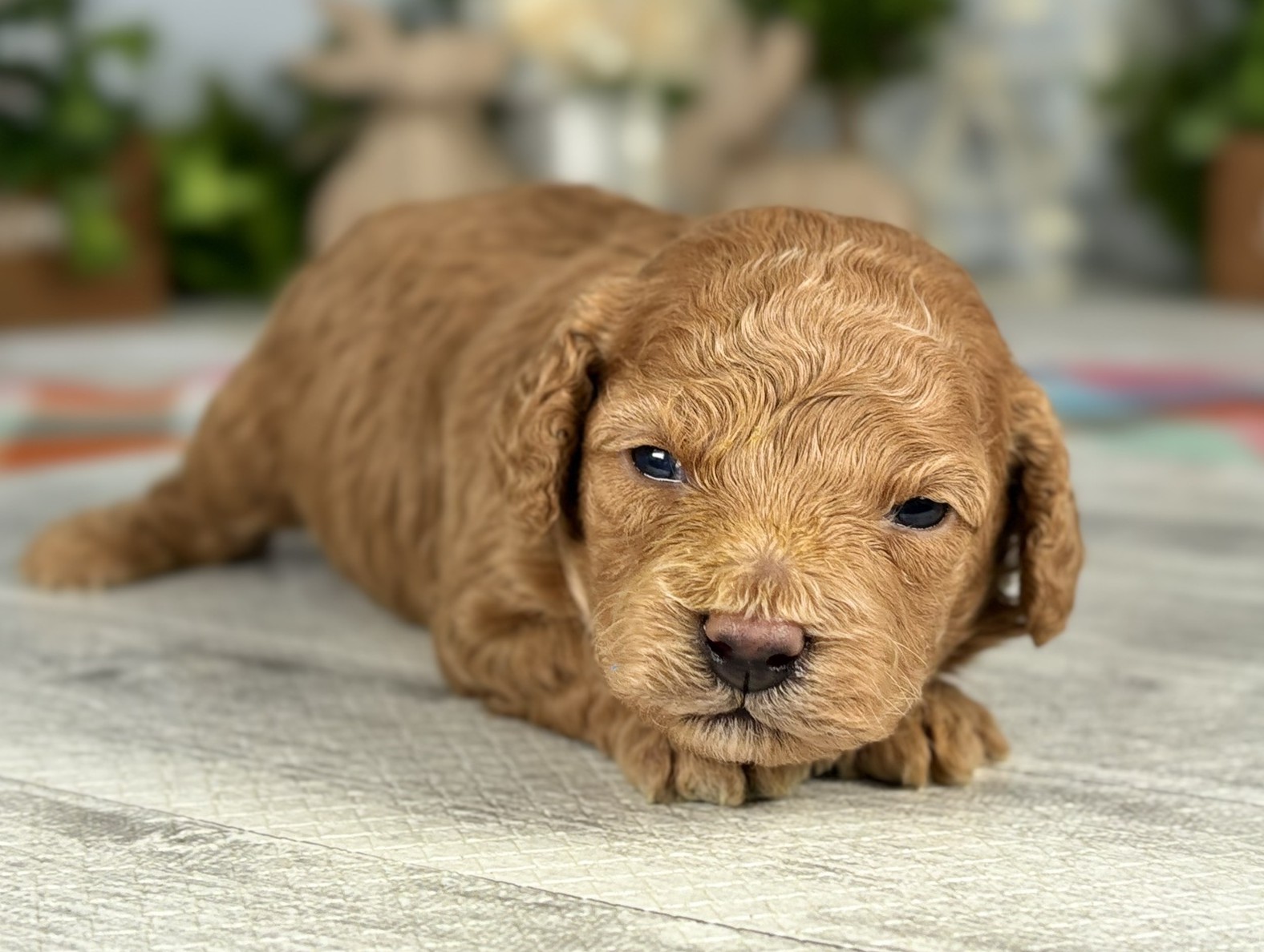 赤ちゃん写真1-1