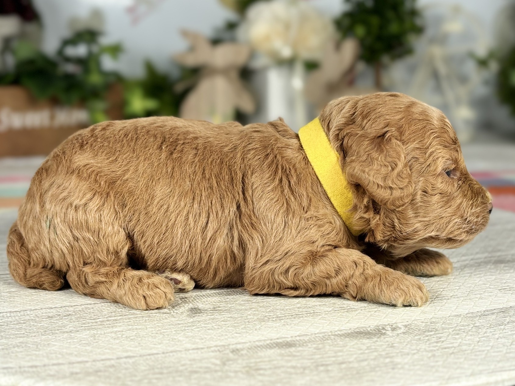 赤ちゃん写真1-2