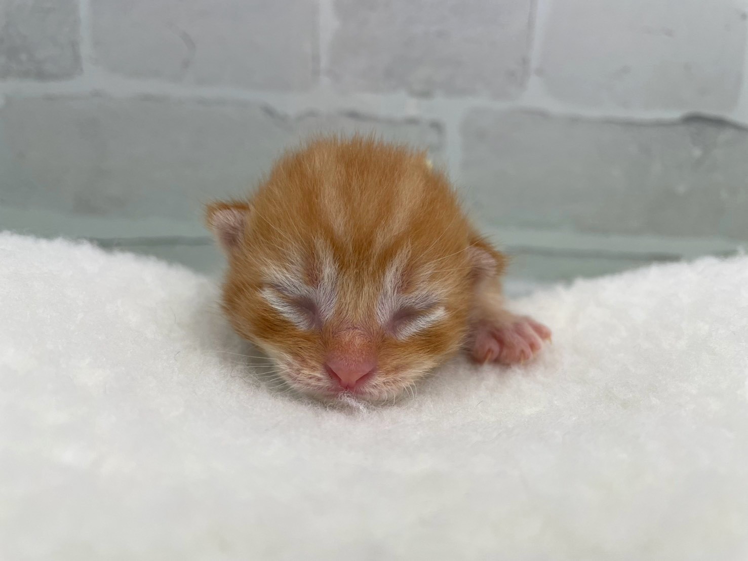 赤ちゃん写真1-1