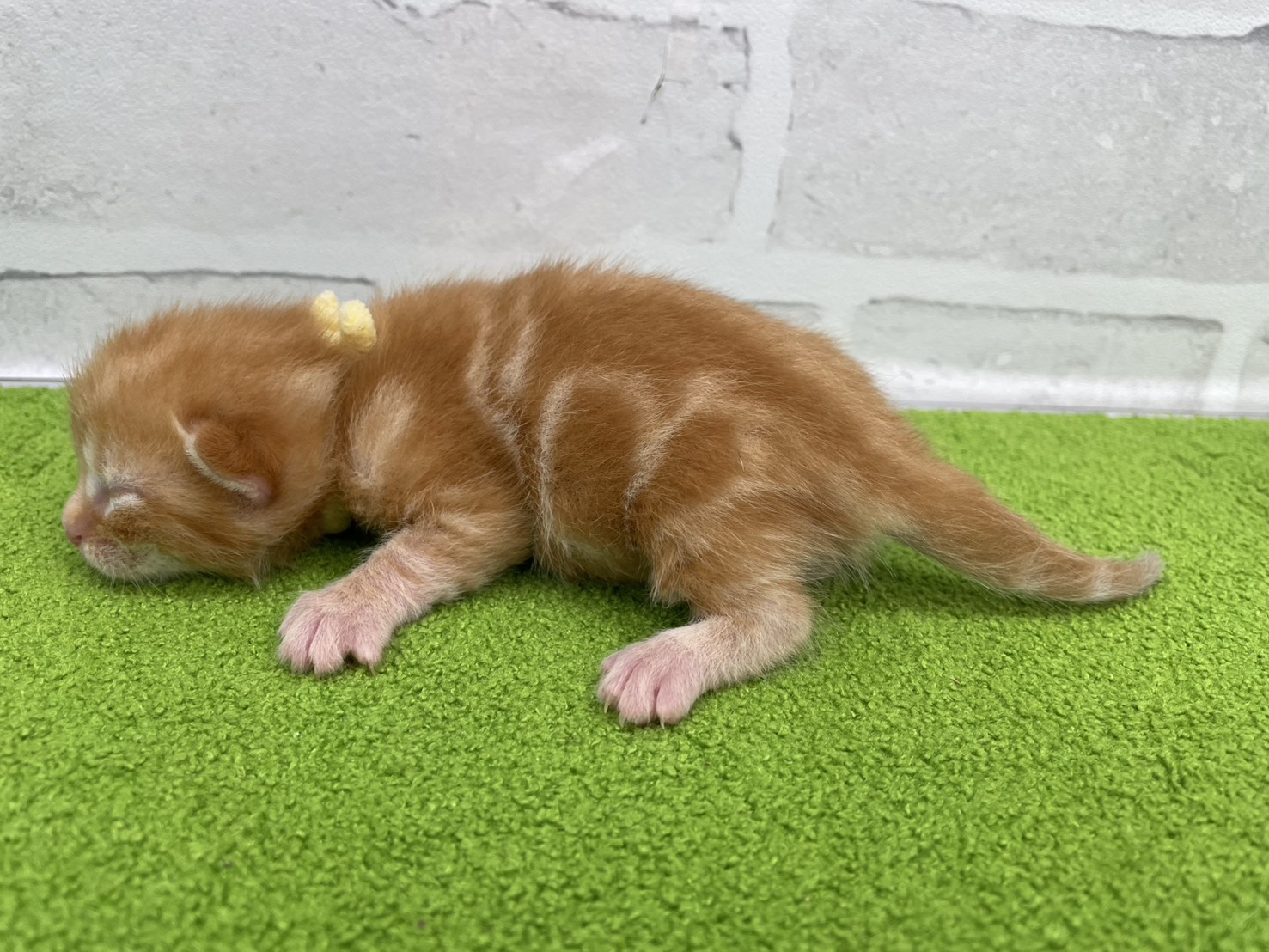 赤ちゃん写真1-2