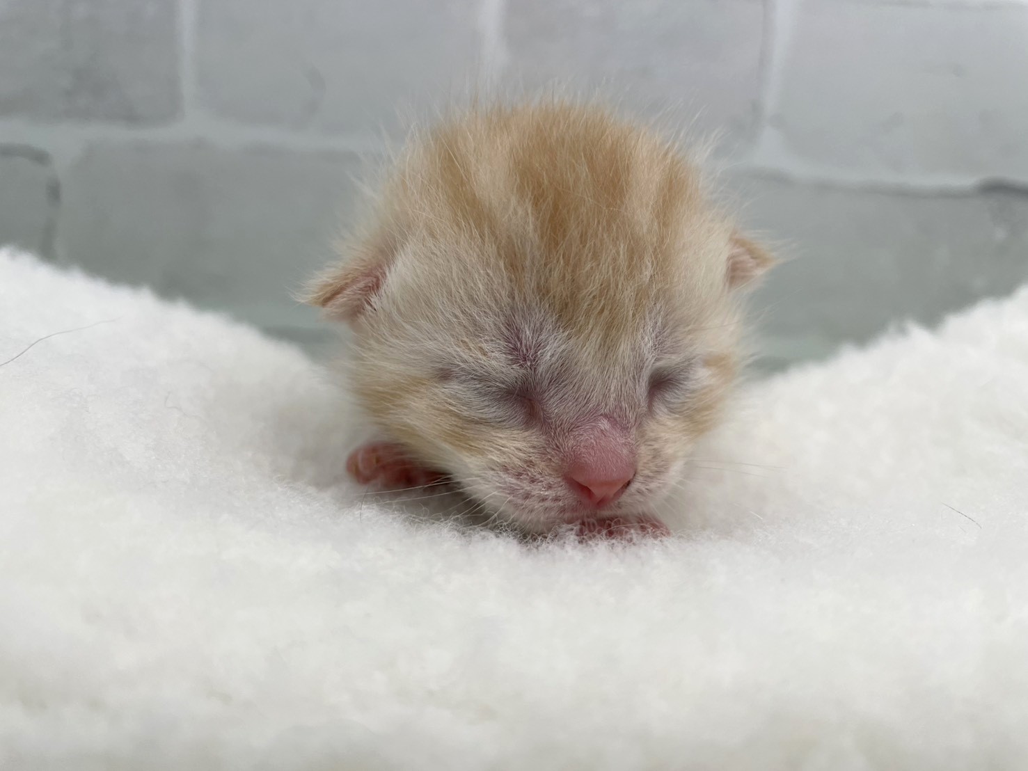 赤ちゃん写真1-1