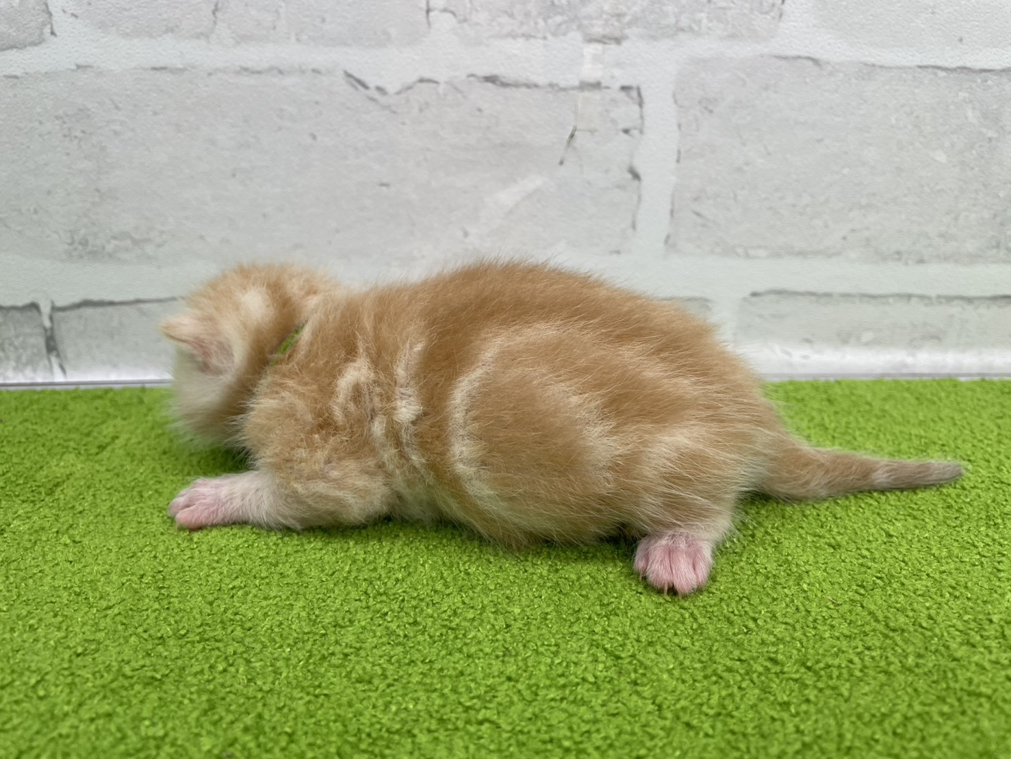 赤ちゃん写真1-2