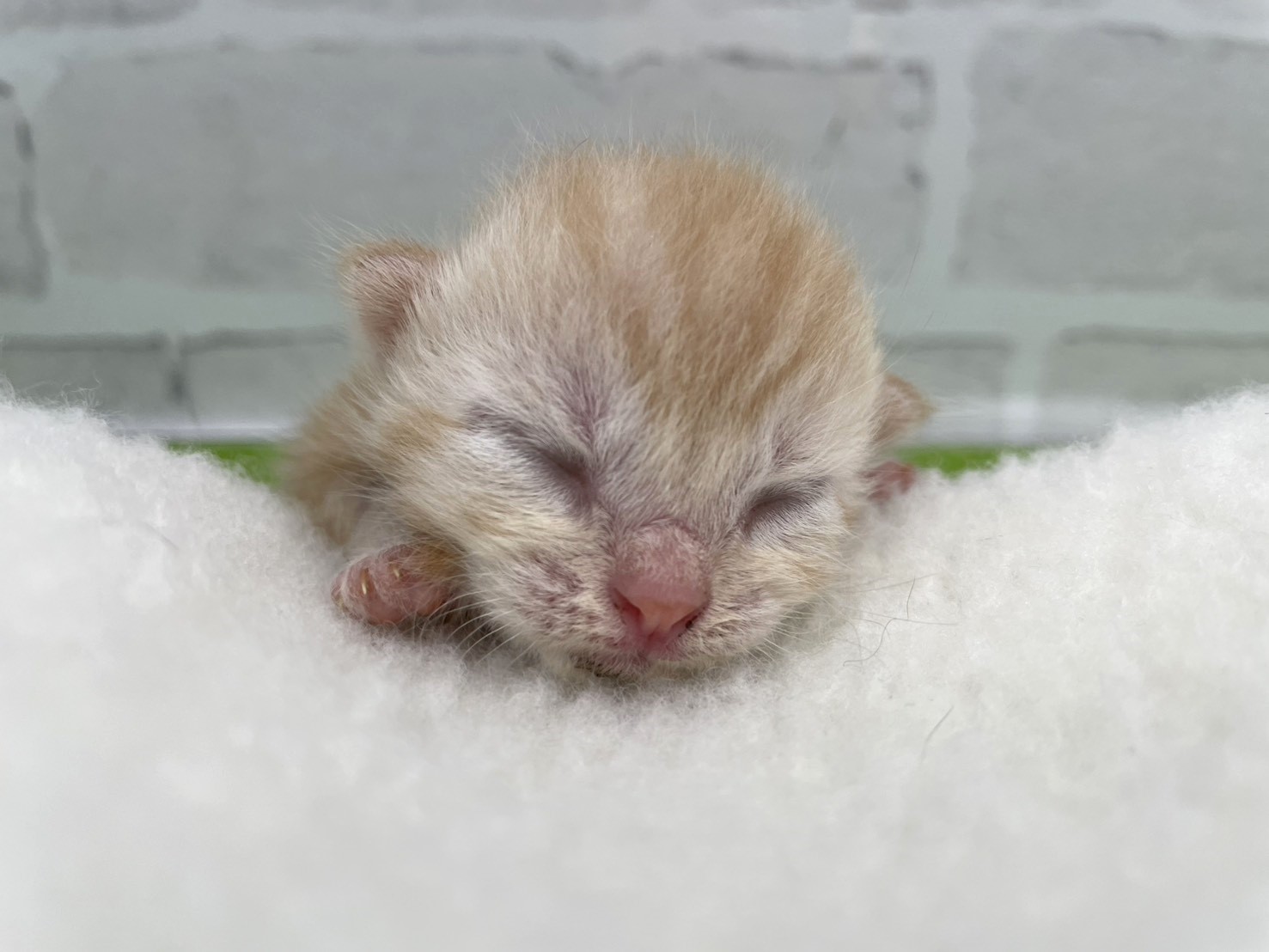 赤ちゃん写真1-1