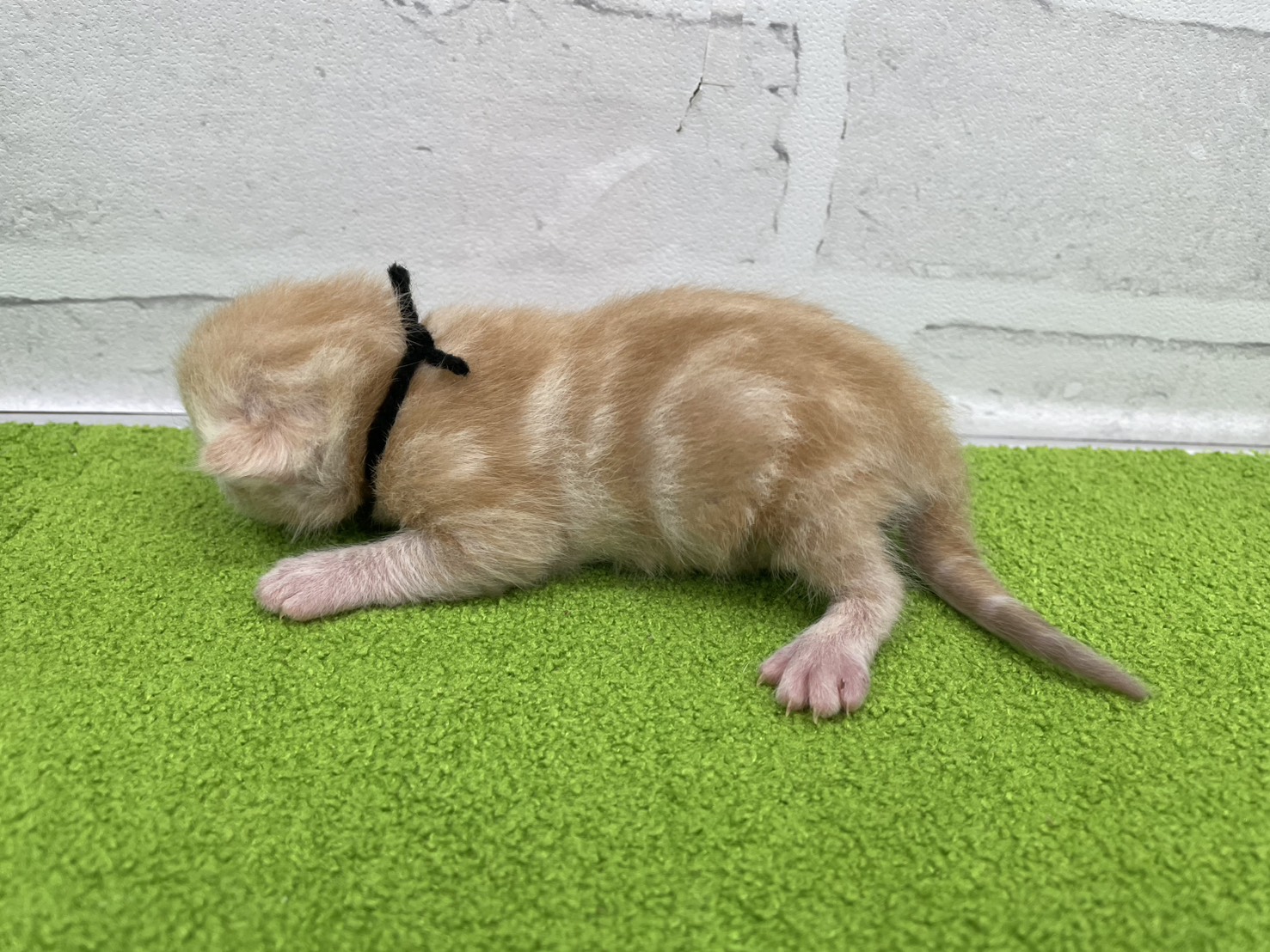 赤ちゃん写真1-2