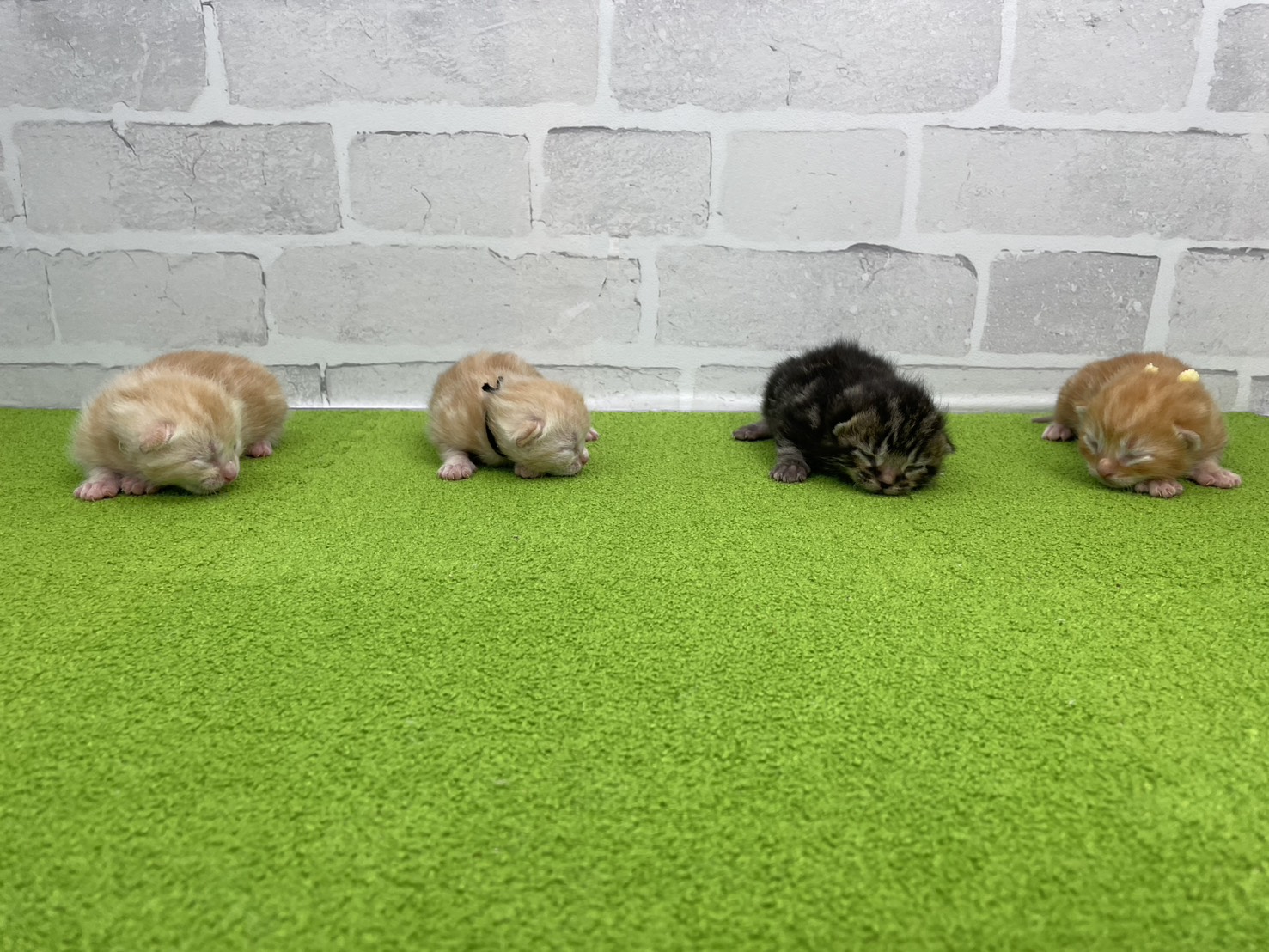 赤ちゃん写真1-3